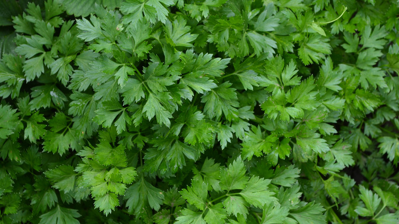 Petroselinum crispum parsley