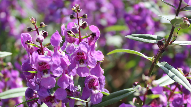 Salvia officinalis Sage