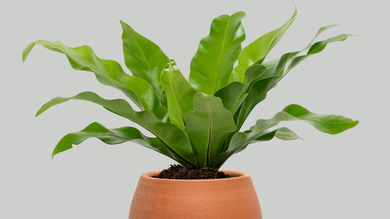 Small birds nest fern