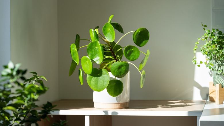 Pilea sitting in sun ray