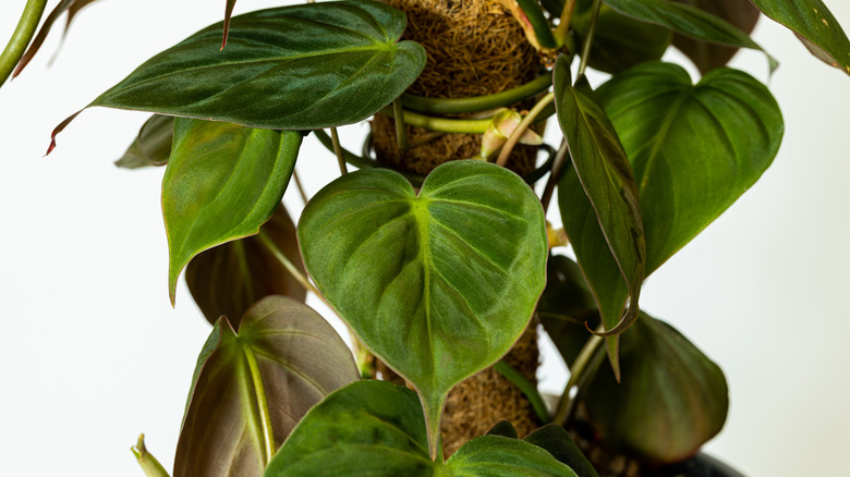 Philodendron with heart-shaped leaves