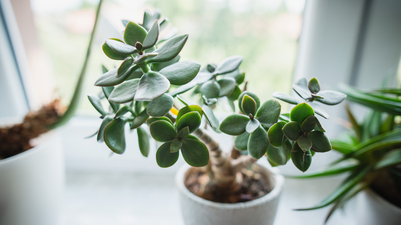 Close-up of a jade plant