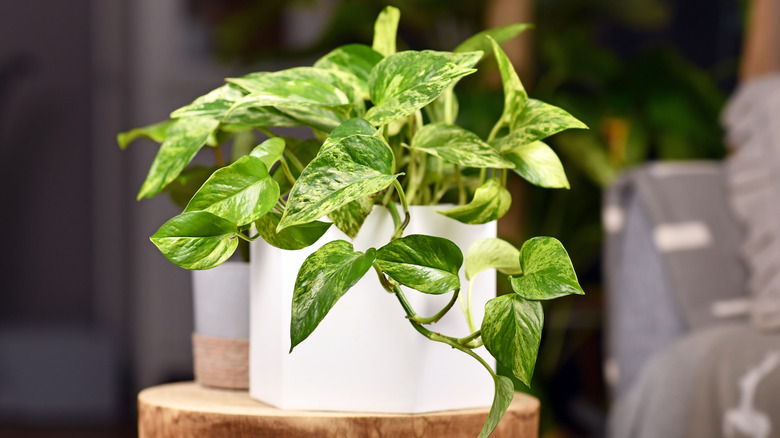 Pothos in white pot