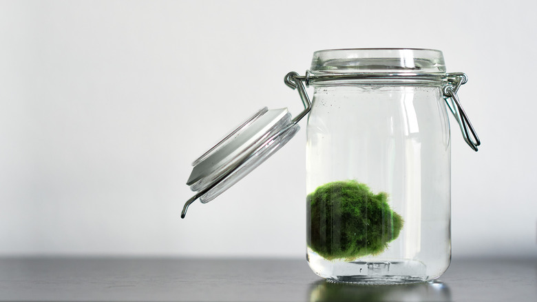 Moss ball in a jar