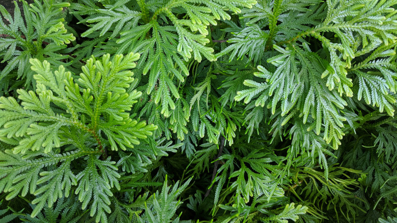 Close-up of peacock fern leaves