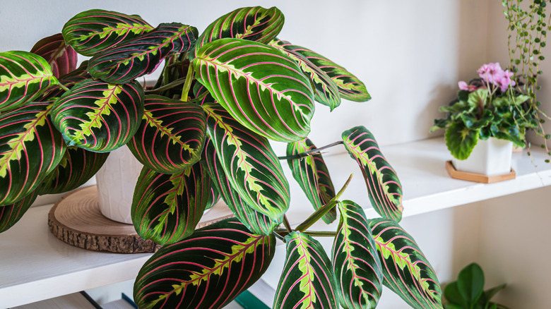 Large prayer plant