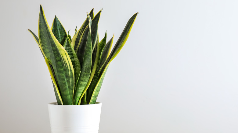 Snake plant in white pot