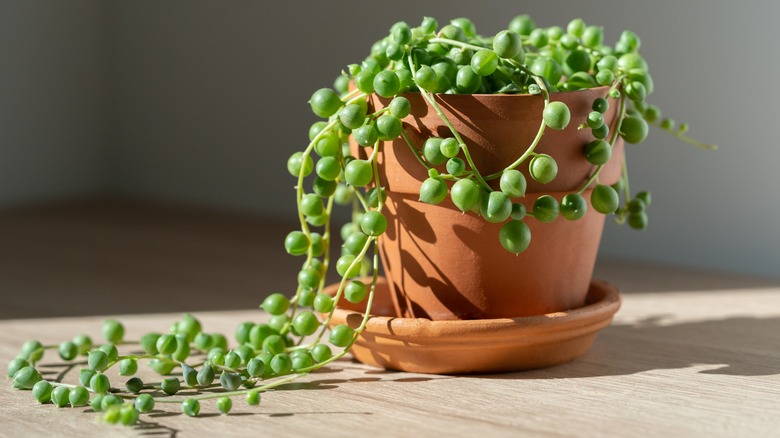 String of pearls, terracotta pot