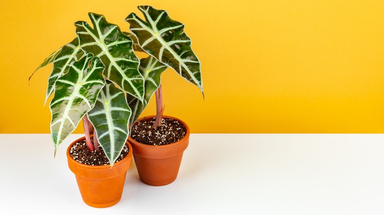 Alocasia Polly elephant ear plant