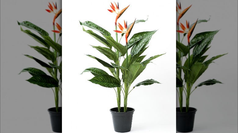 Bird of paradise plant Strelitzia