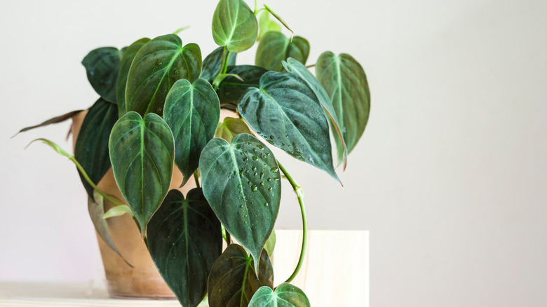 Heartleaf philodendron hederaceum