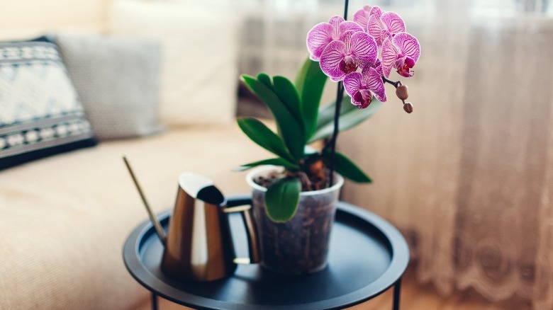 Phalaenopsis Orchid