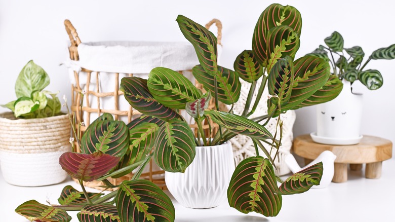 Prayer plant maranta leuconeura