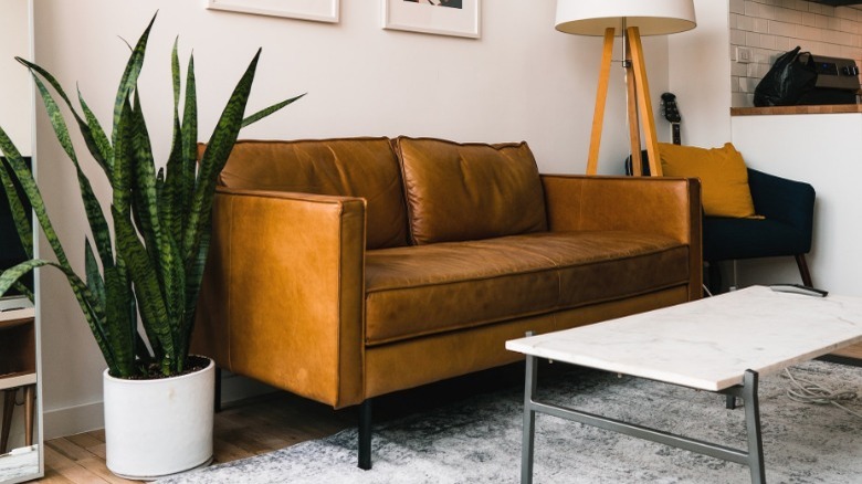 Snake plant in midcentury interior