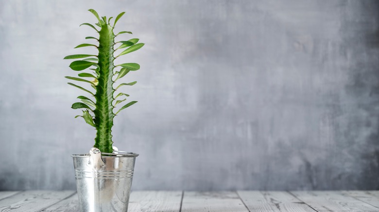 Potted euphorbia trigona