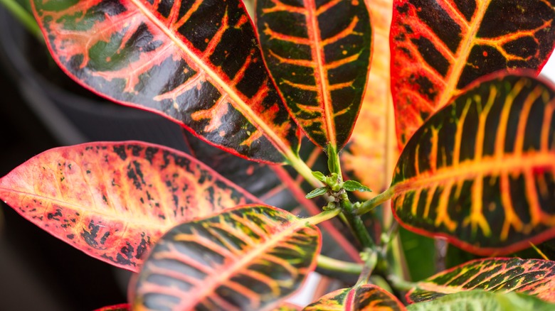 Codiaeum variegatum leaves