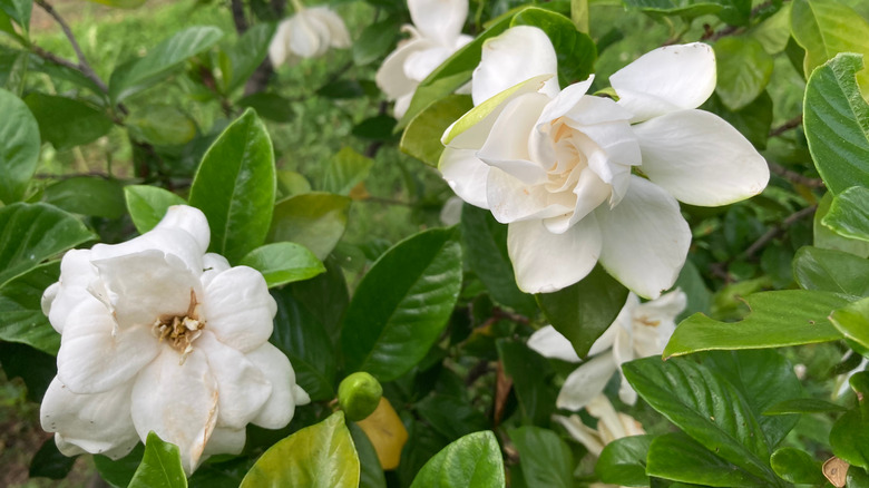 White gardenia flowers