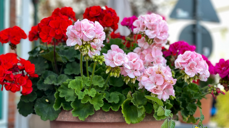 Potted muti-colored geranium