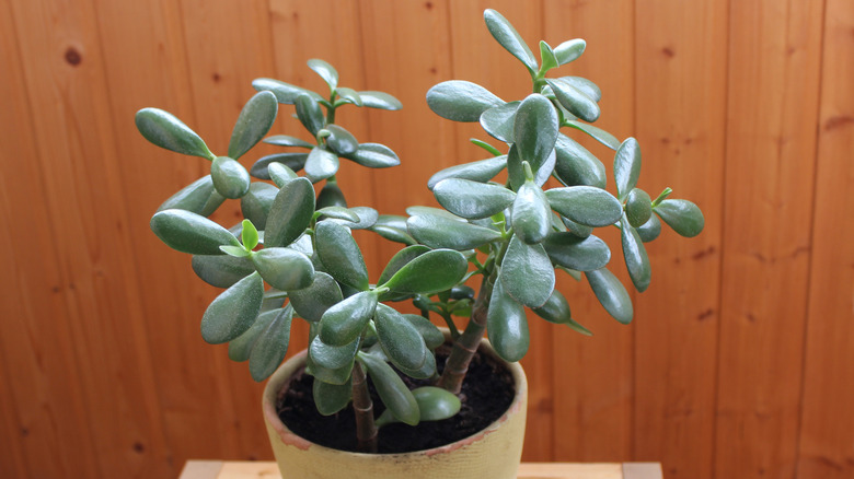 Potted Crassula argentea