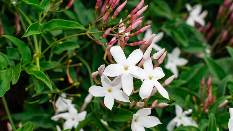 White jasmine flowers 