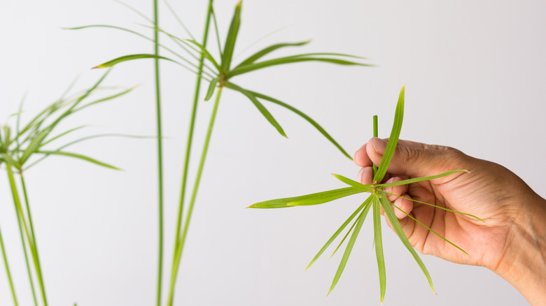 Cyperus papyrus leaves