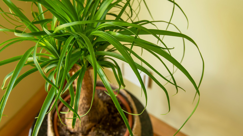 Potted beaucarnea recurvata