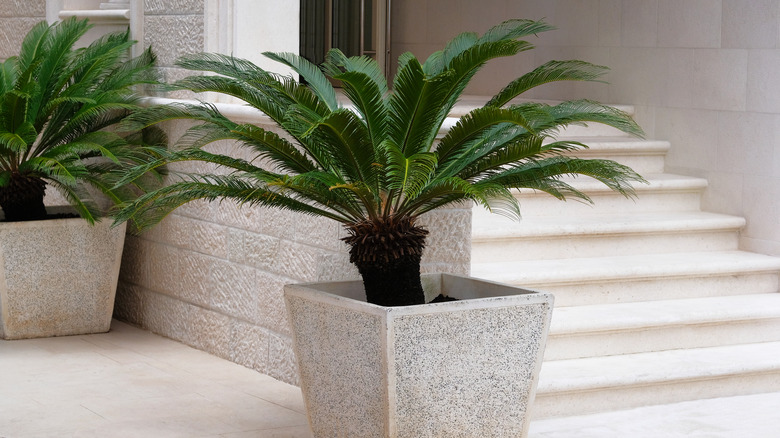 Potted cycas revoluta