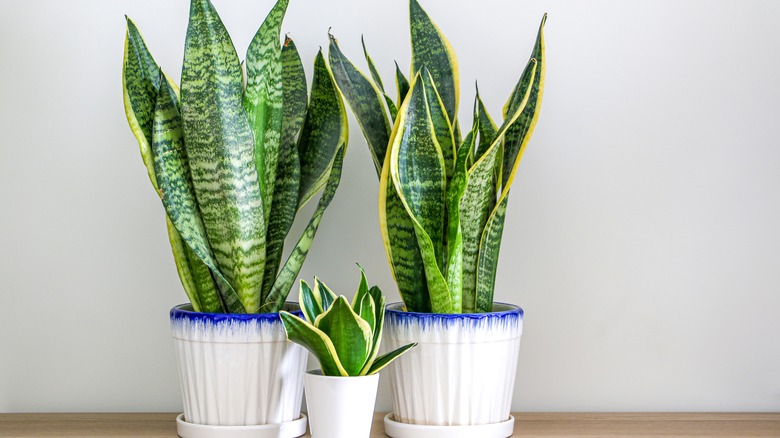 Three snake plants