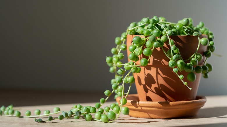 Potted senecio rowleyanus