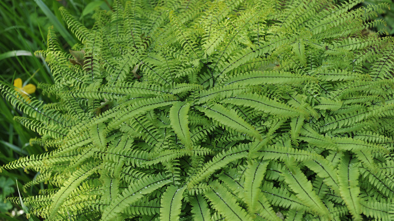 American Maidenhair Fern