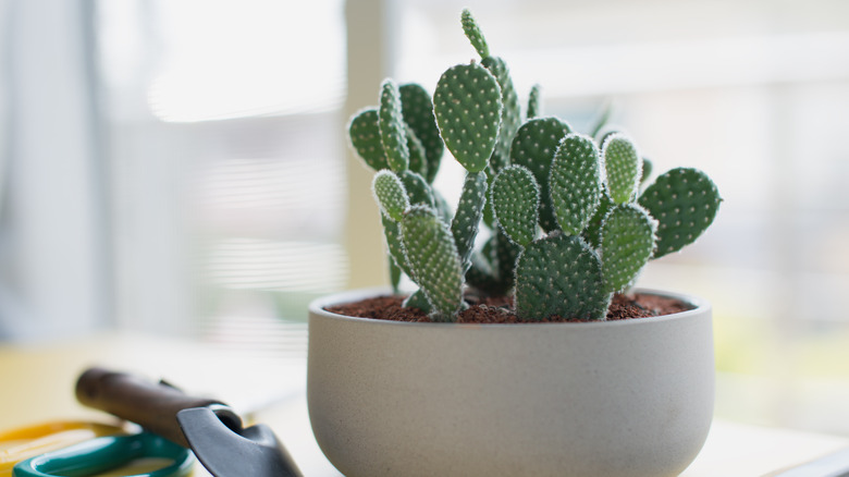 Bunny ears cactus