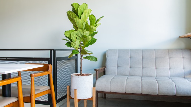 Fiddle leaf fig