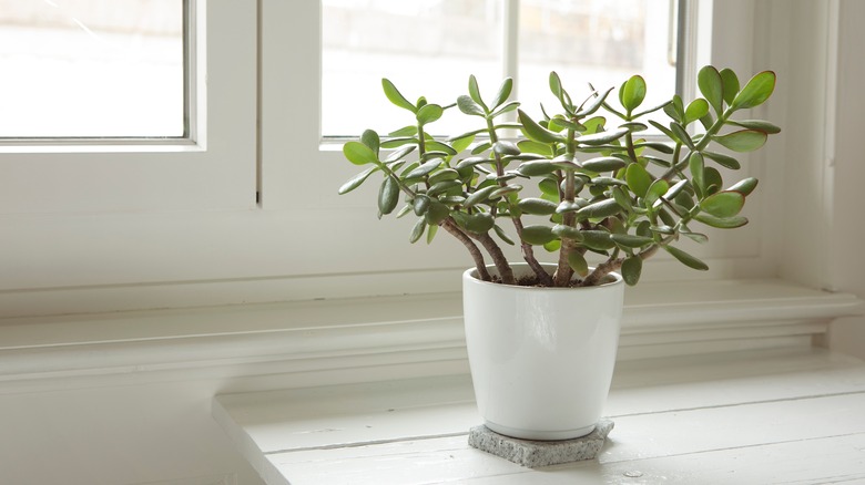 Jade plant