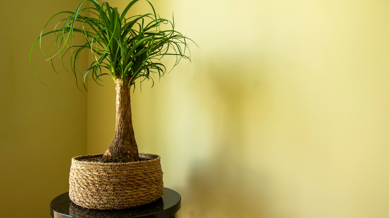 ponytail palm