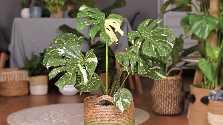 Split-leaf philodendron