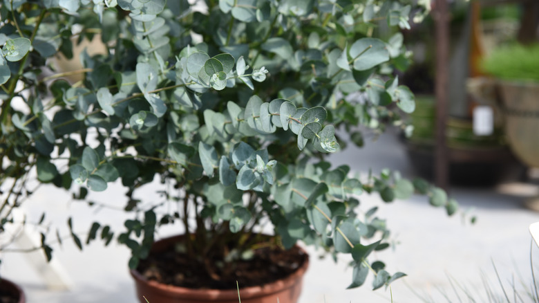 Eucalyptus houseplant