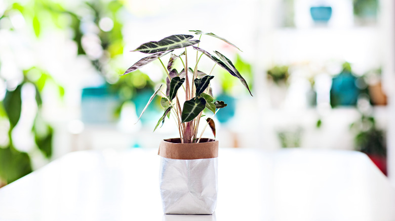 Elephant's ear (alocasia) houseplant