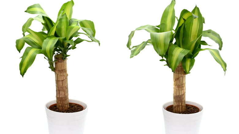 cornstalk houseplants in white pots