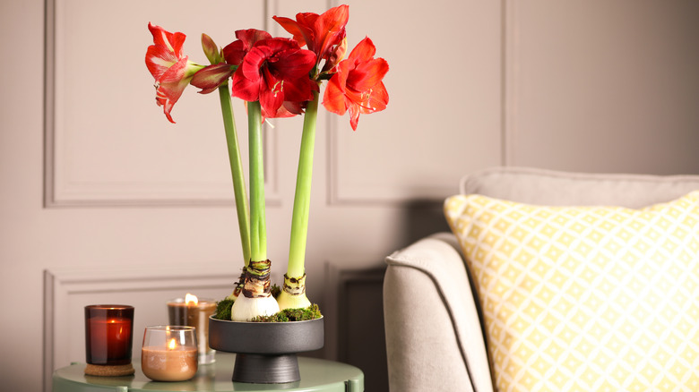 Amaryllis houseplant in living room