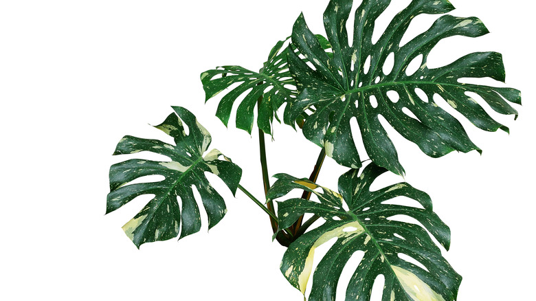 Split-leaf philodendron plant