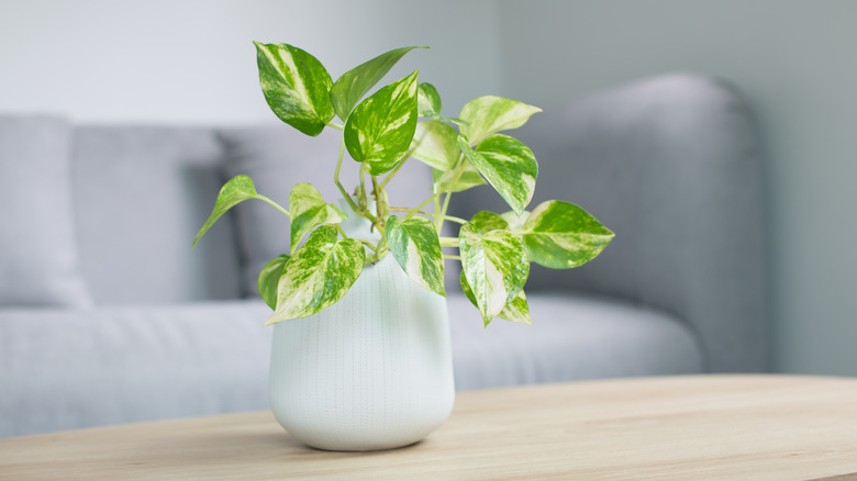 Pothos (Epipremnum aureum) plant