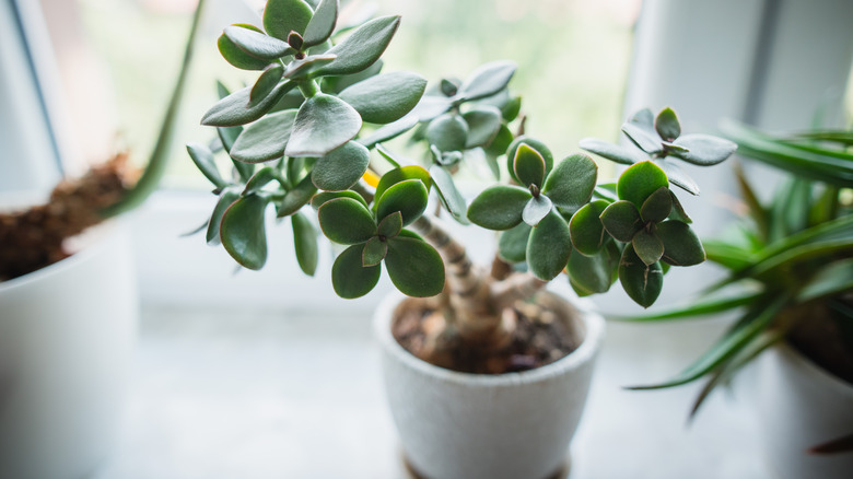 Jade plants (Crassula) plant