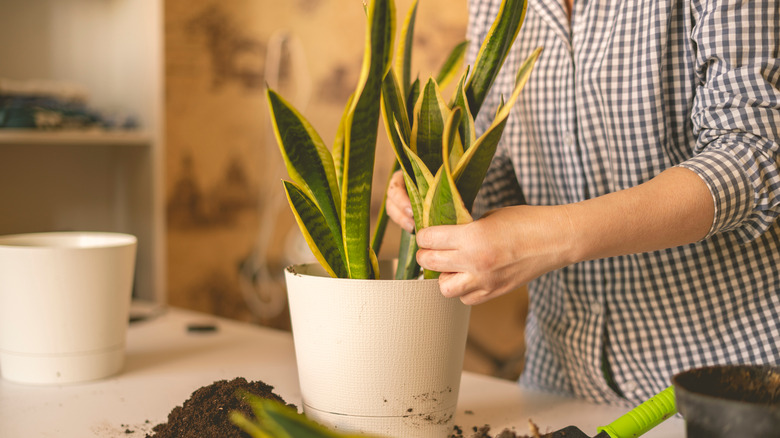 Snake plants and person