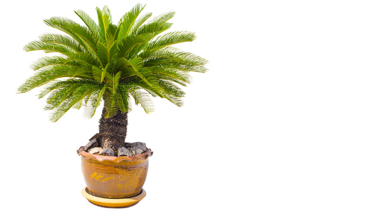 Sago palms (Cycas revoluta) plant