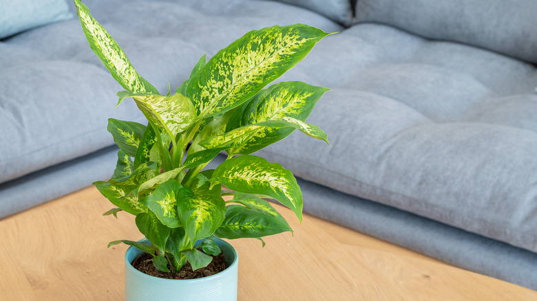 dumb cane plant