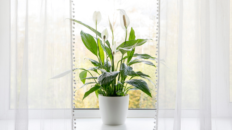 Peace lilies by window