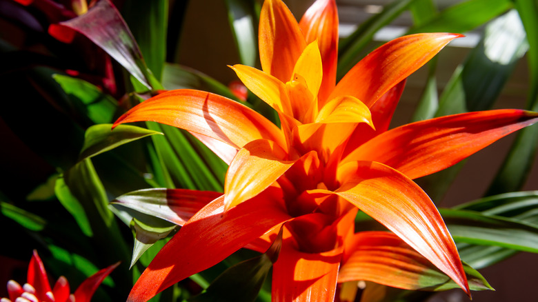 orange Bromeliad flower blossom