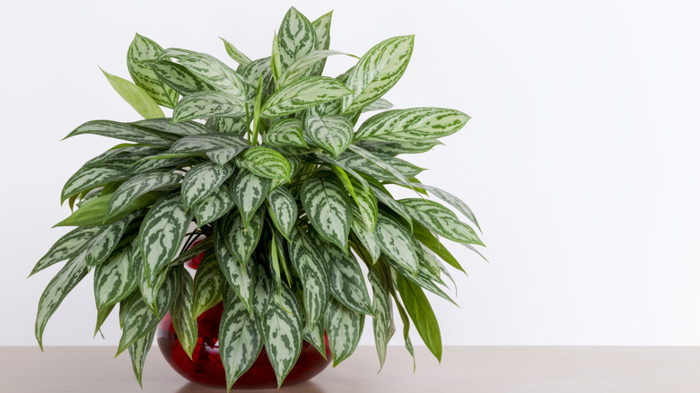 Chinese Evergreen plant in container