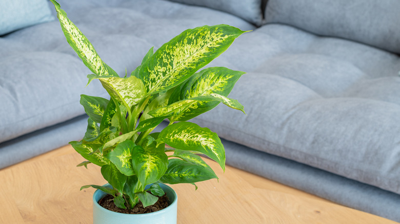 Dumb cane plant in container