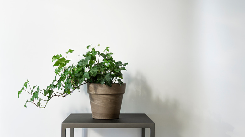 English ivy plant in container